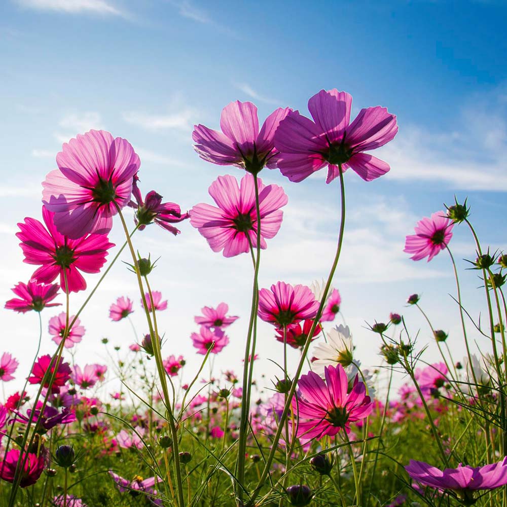 جمله درباره ارغوان جمله درباره ارغوان