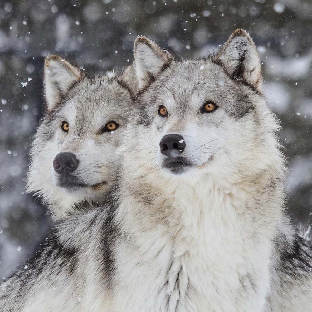 جمله درباره حیوان جمله درباره حیوان