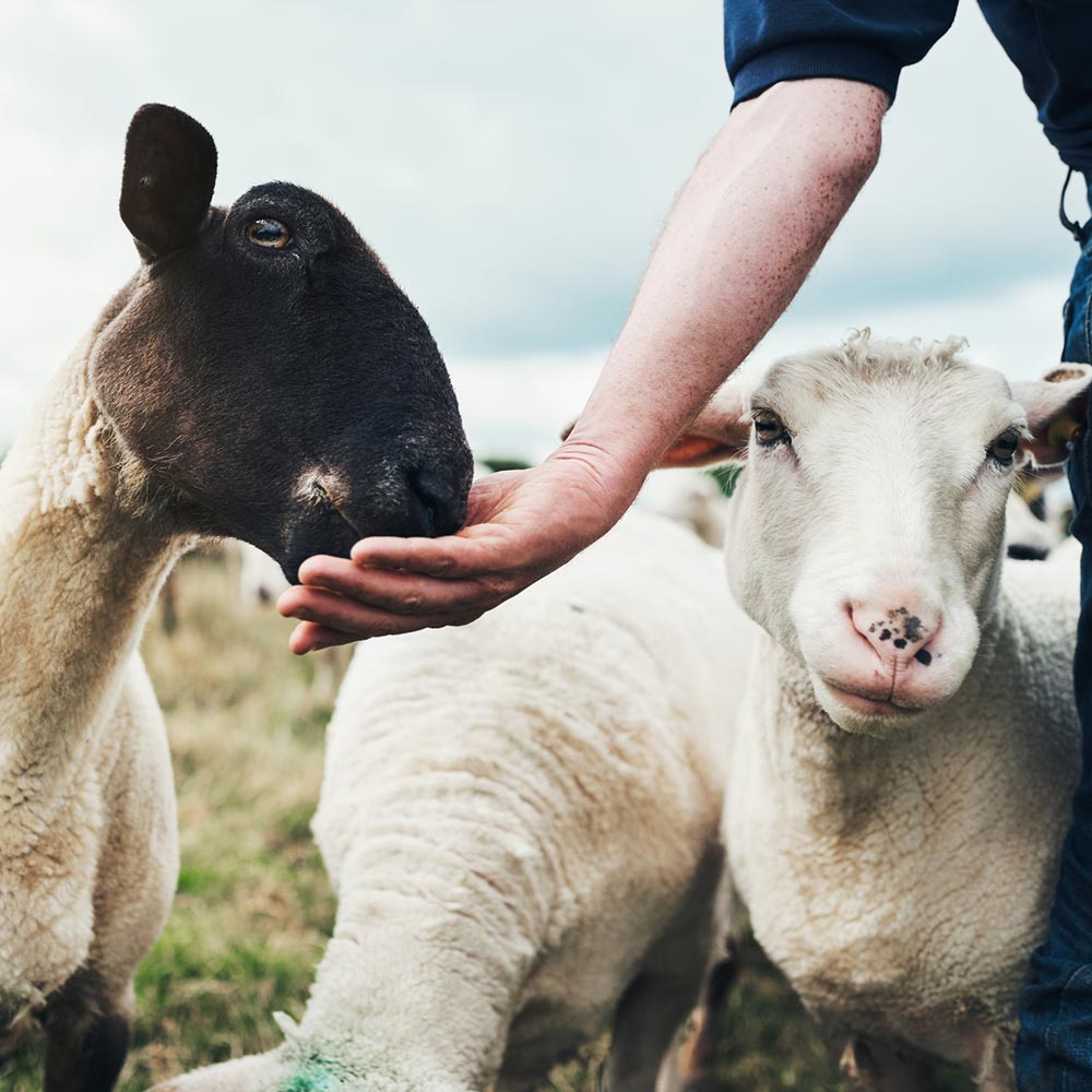 جمله درباره حیوانات جمله درباره حیوانات