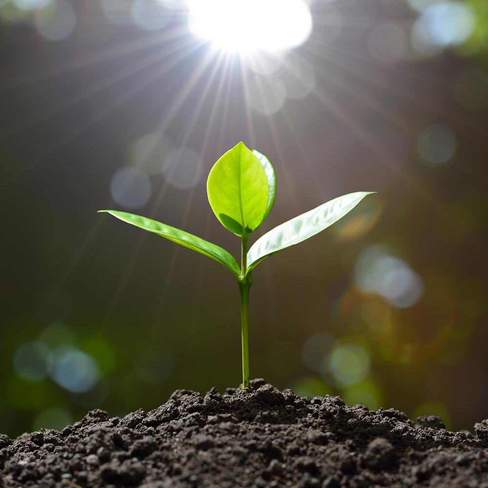 جمله درباره رشد جمله درباره رشد
