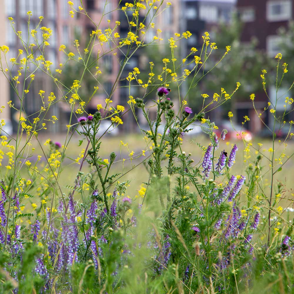 جمله درباره سرزمین جمله درباره سرزمین